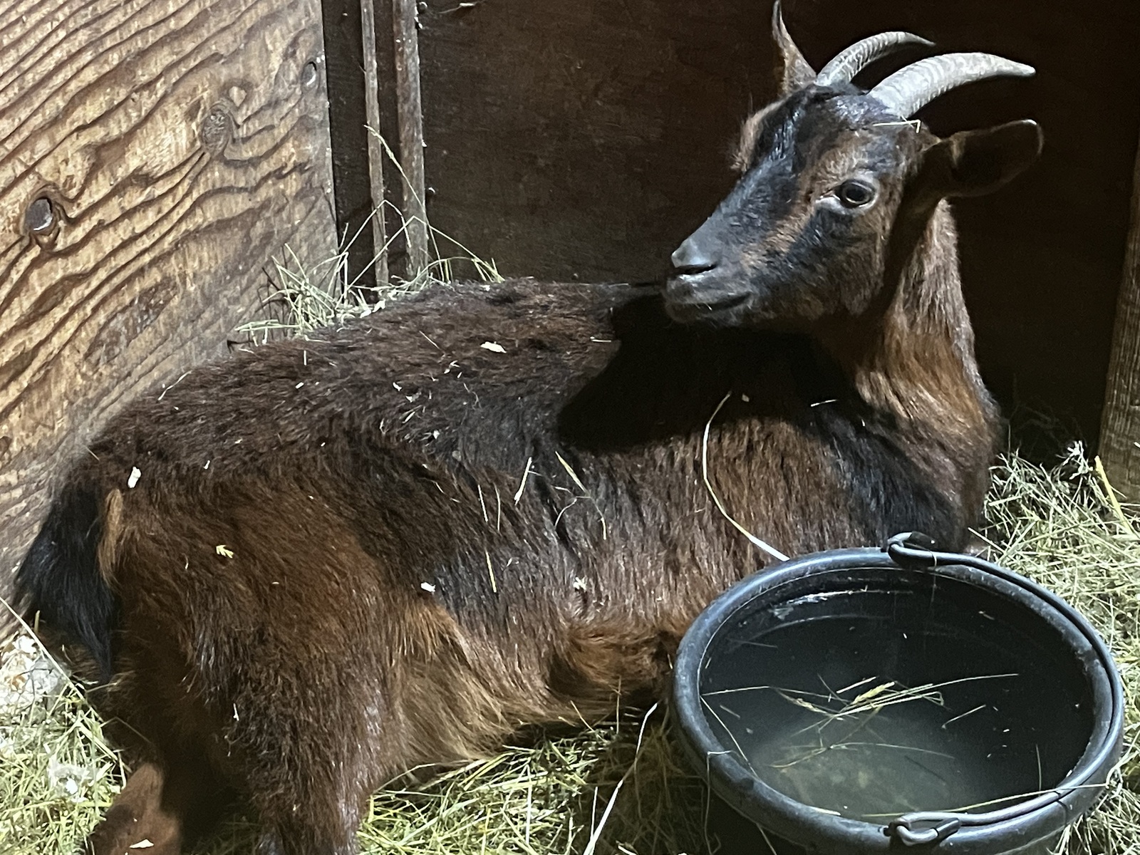 “If only” – An Experience with Ringwomb